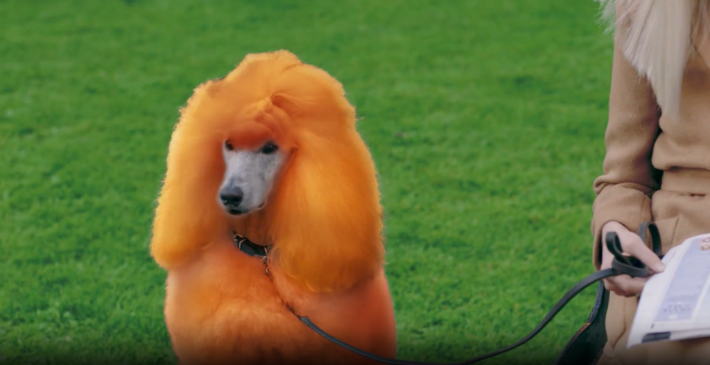 Crabbies Advert Screenshot - Ginger Poodle